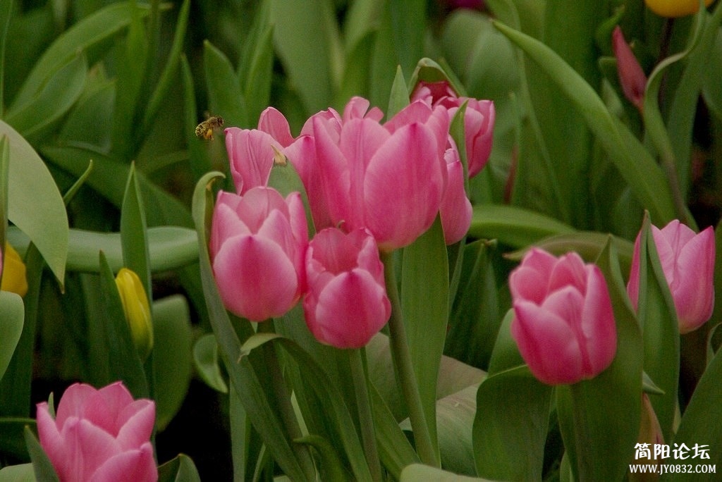 IMGP8378a.jpg