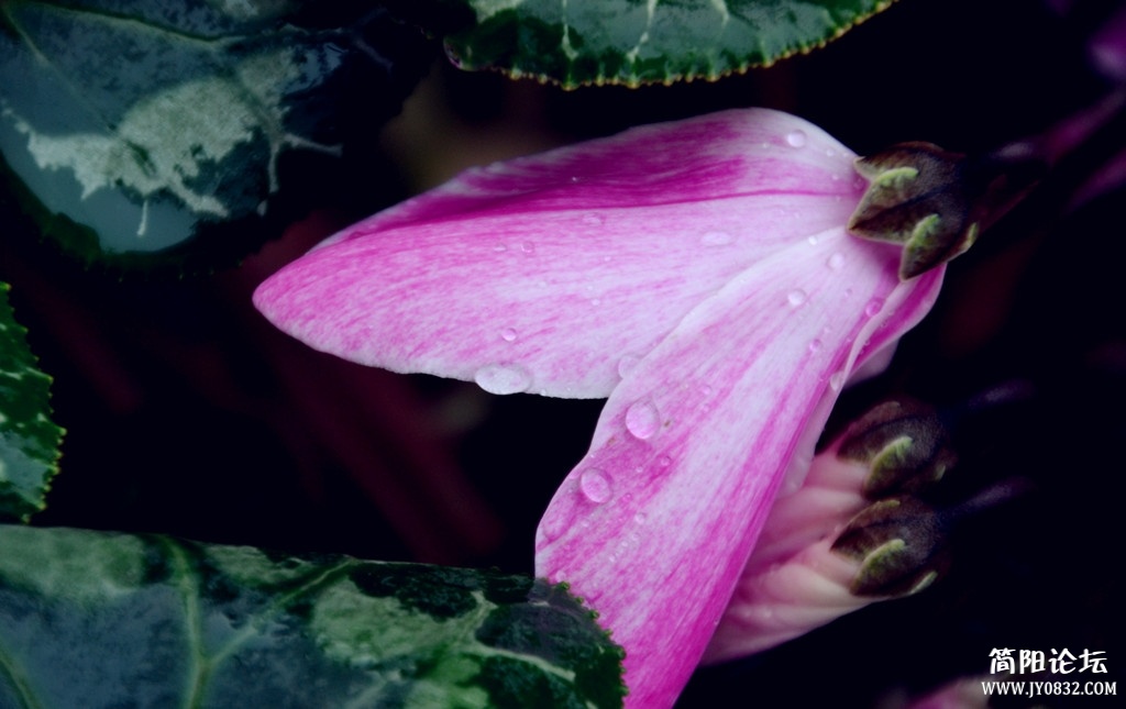 dsc_0127.jpg