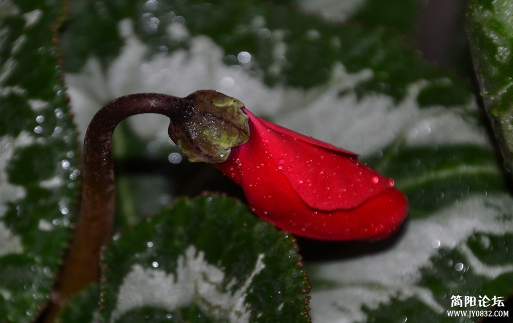 dsc_0115.jpg