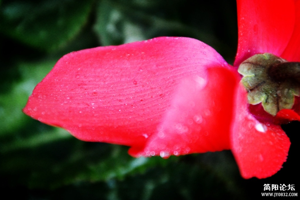 dsc_0090.jpg