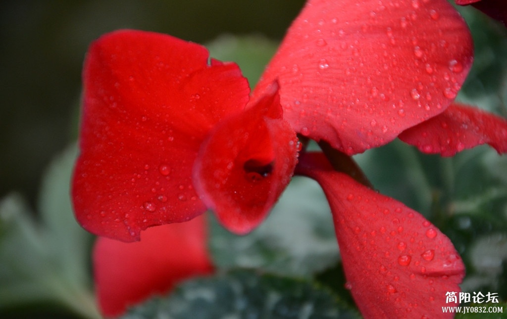 dsc_0097.jpg