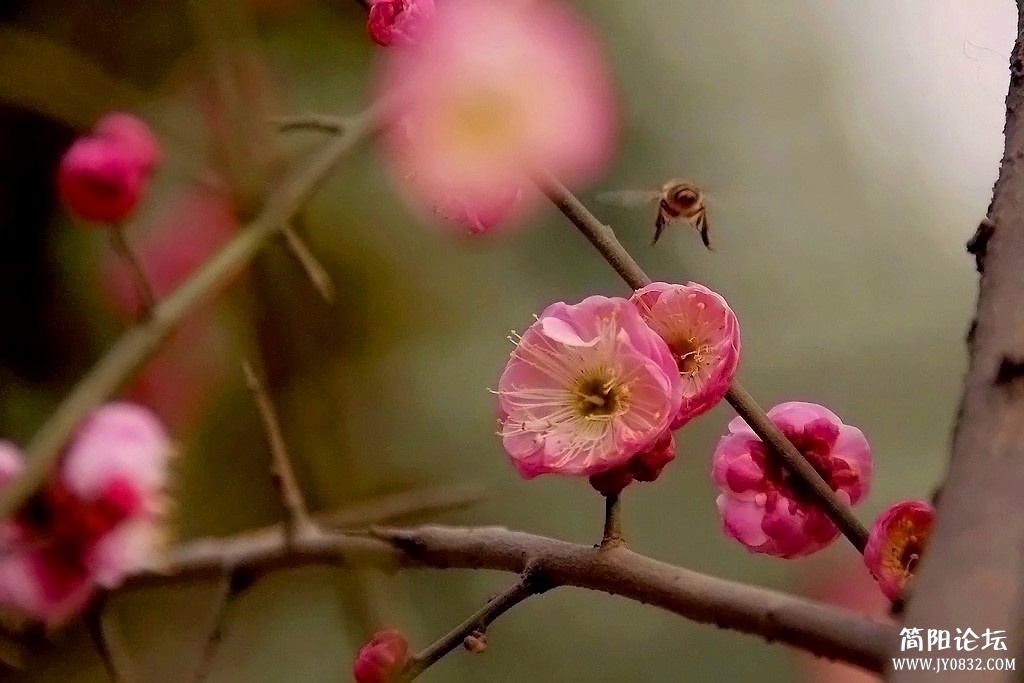 IMGP7968a.jpg