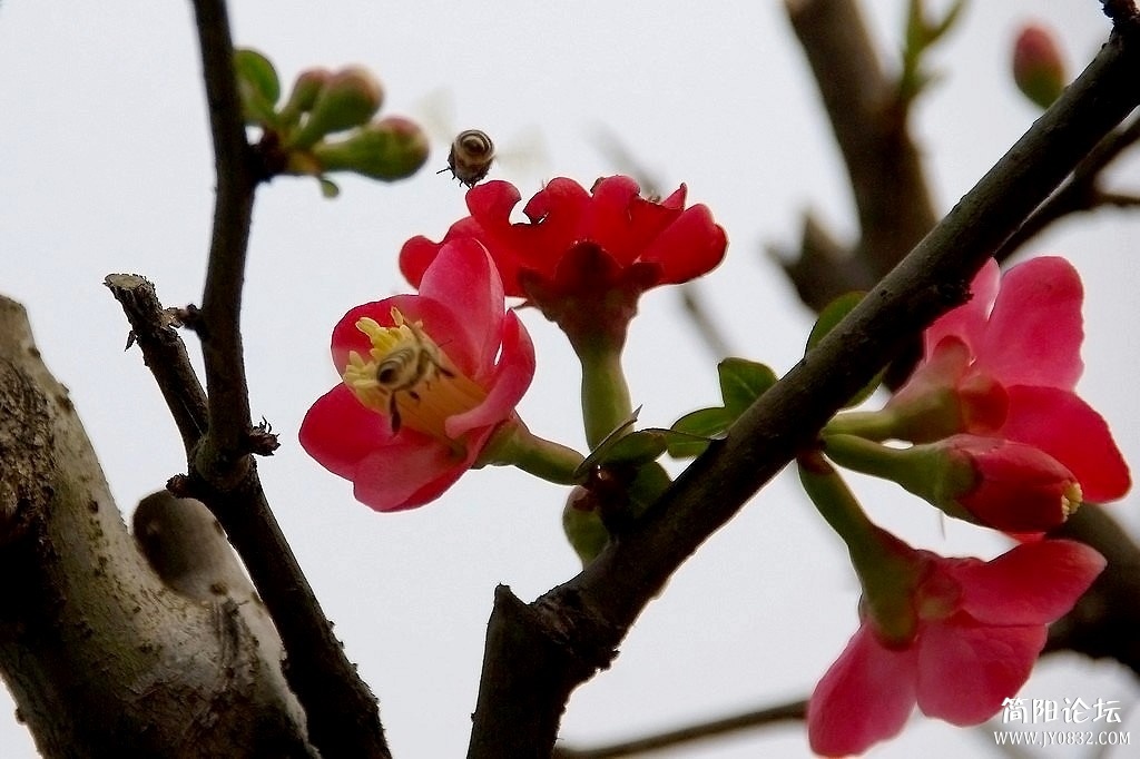 IMGP7649a2.jpg