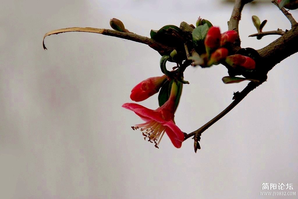 IMGP7760a.jpg