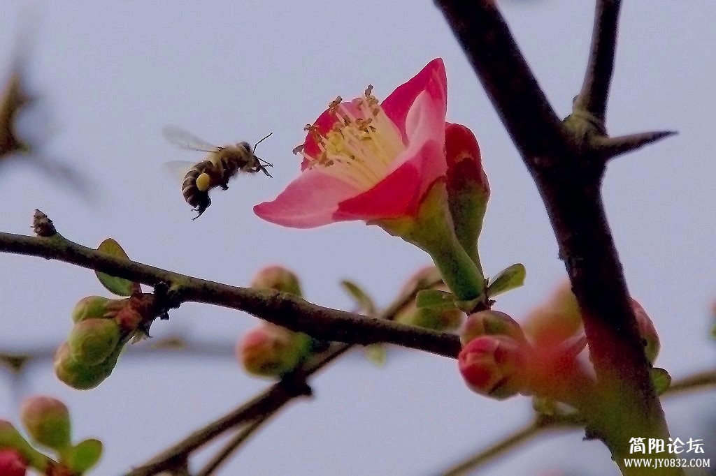 IMGP7826a.jpg