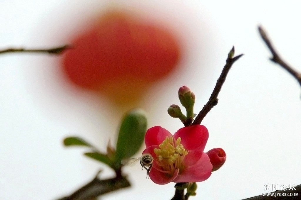 IMGP7850a.jpg