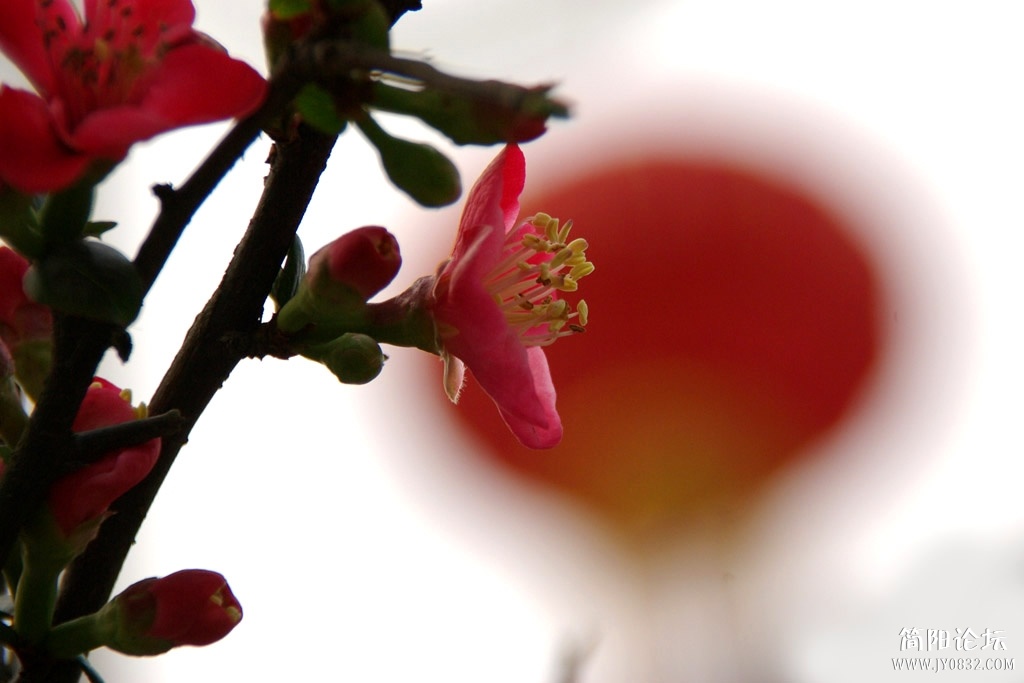 IMGP8258a.jpg