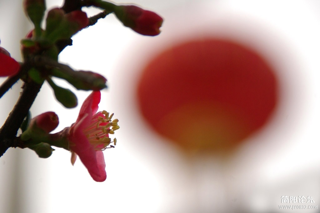 IMGP8266a.jpg