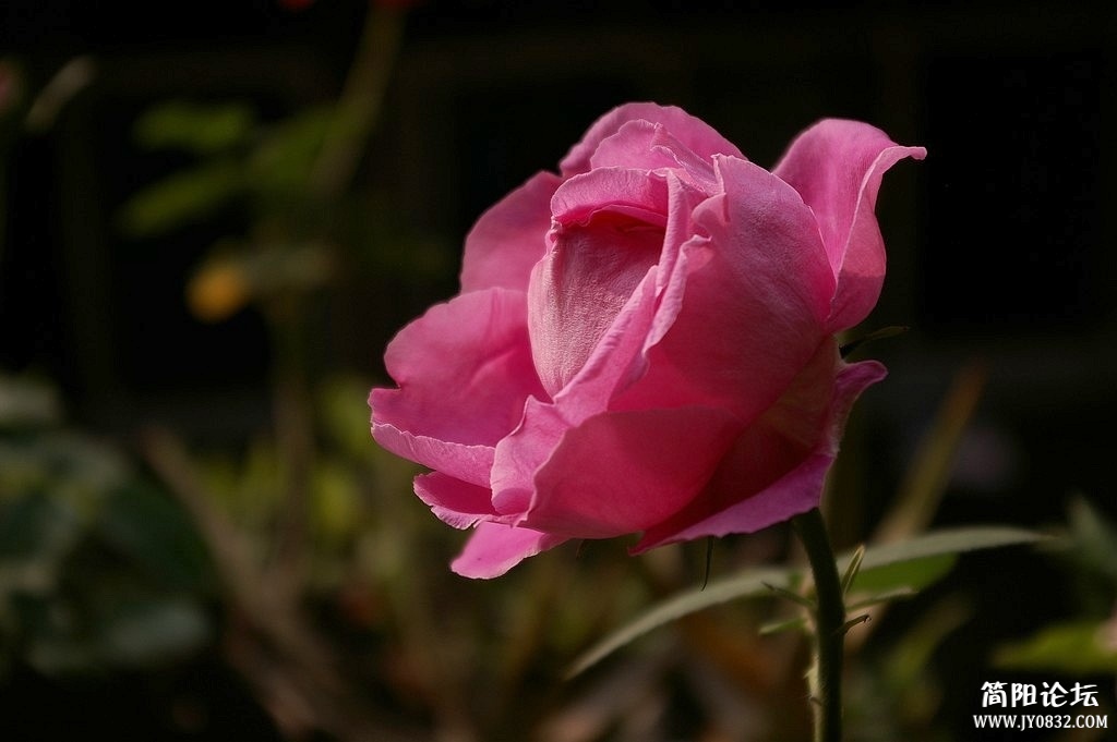 IMGP4396.jpg