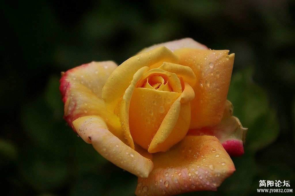 IMGP5856.jpg