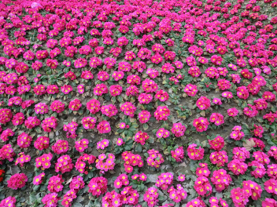 CIMG4289_副本.jpg
