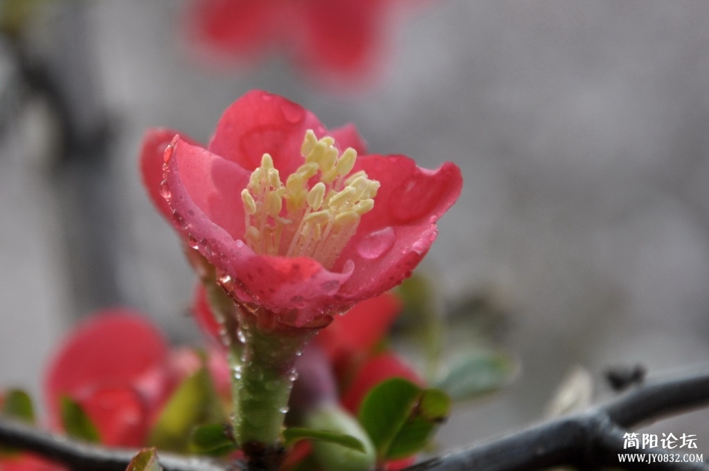 海棠花花2.jpg