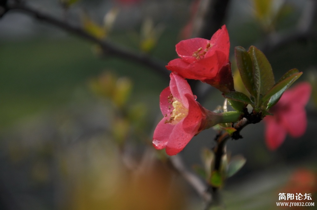 海棠花花5.jpg