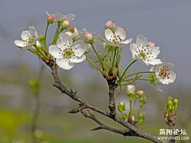 nEO_IMG_梨花10.jpg