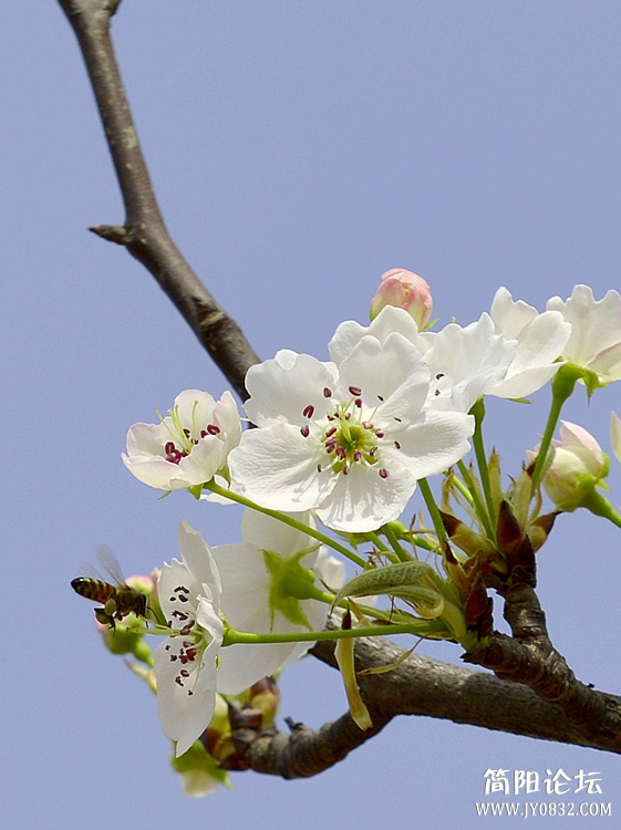 蜂为媒8.jpg