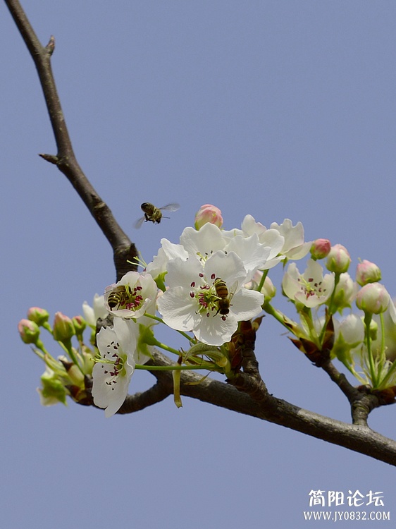 蜂为媒10.jpg
