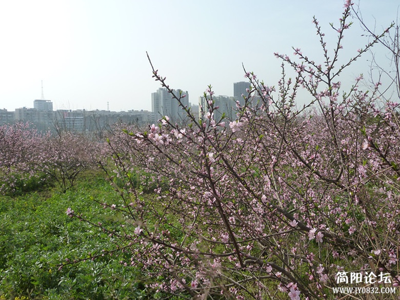 p1040996_副本_副本.jpg