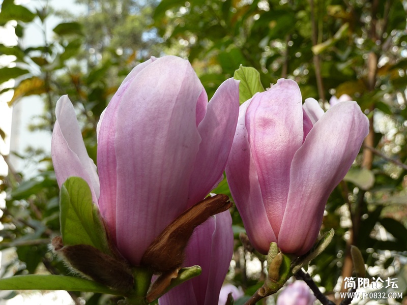 P1050097_副本.jpg