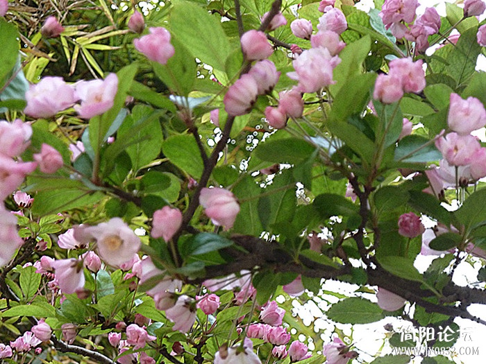 p1050103_副本_副本.jpg