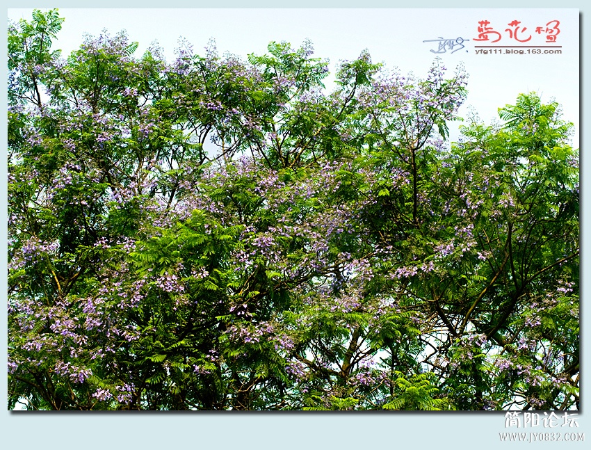蓝花楹——05.jpg