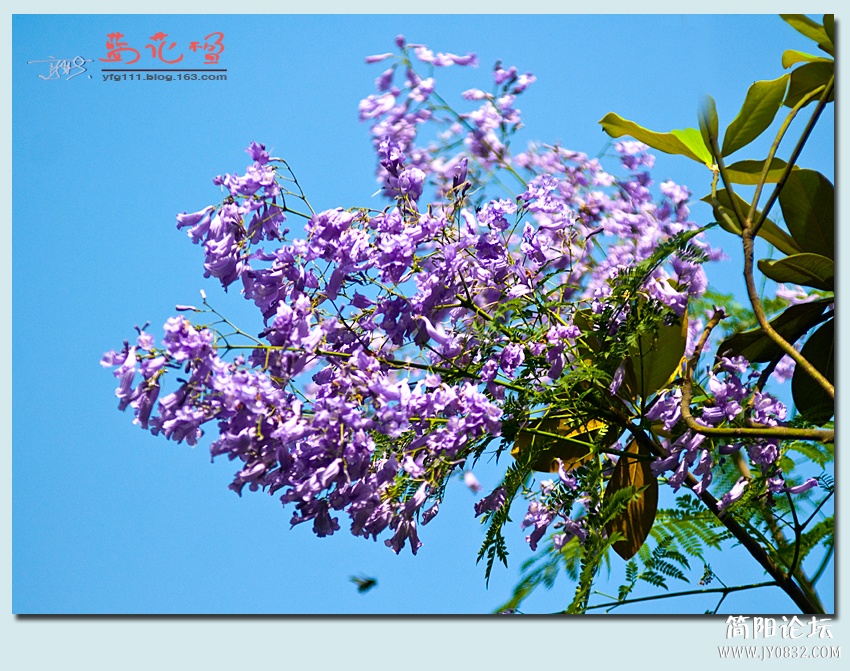 蓝花楹——13.jpg