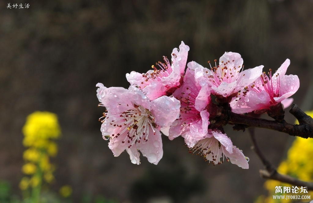 DSC_0172.JPG