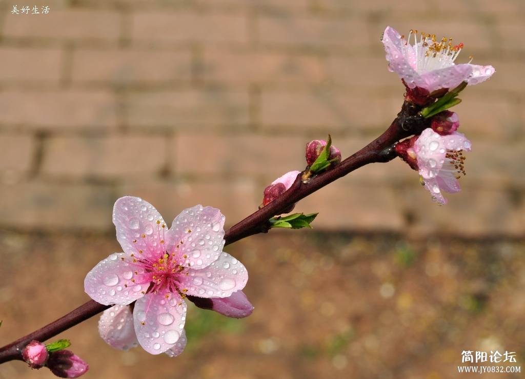 DSC_0338.JPG