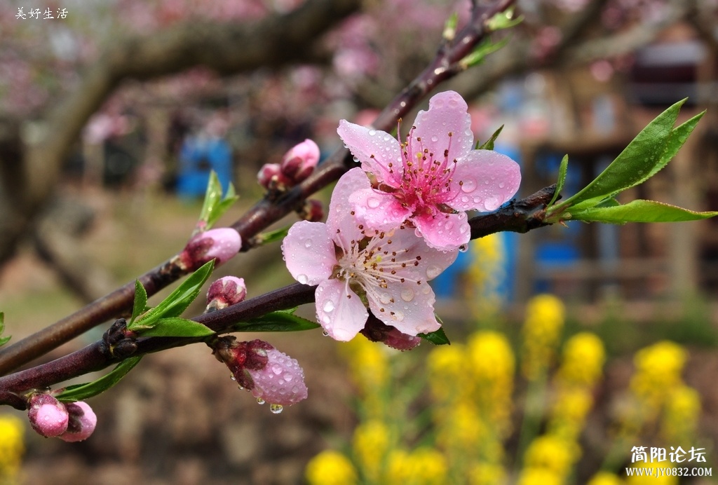 DSC_0343.JPG