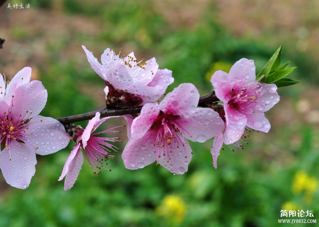 DSC_0415.JPG