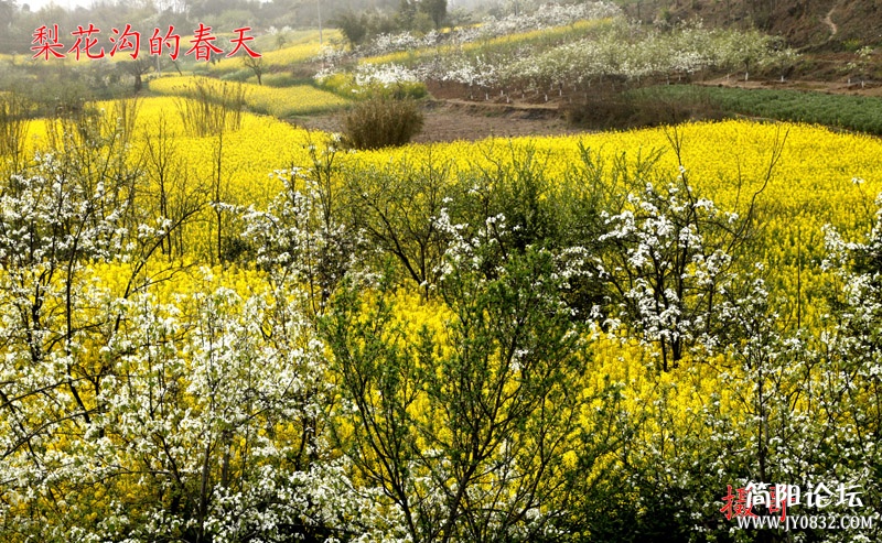 梨花沟的春天-1-2-wl.jpg