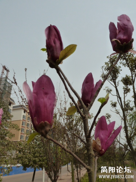 P1090694.JPG