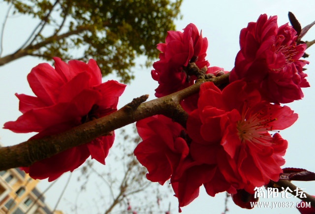 P1090700_副本.jpg