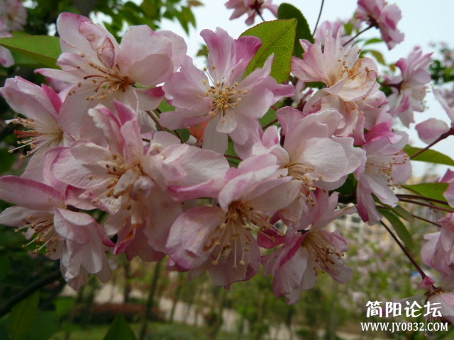 P1090713_副本.jpg