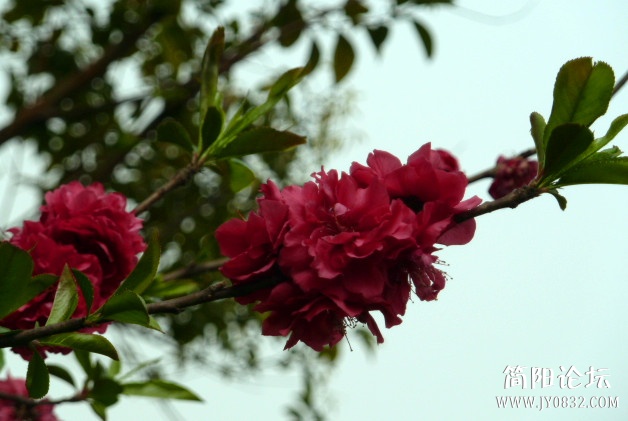 P1090720_副本.jpg