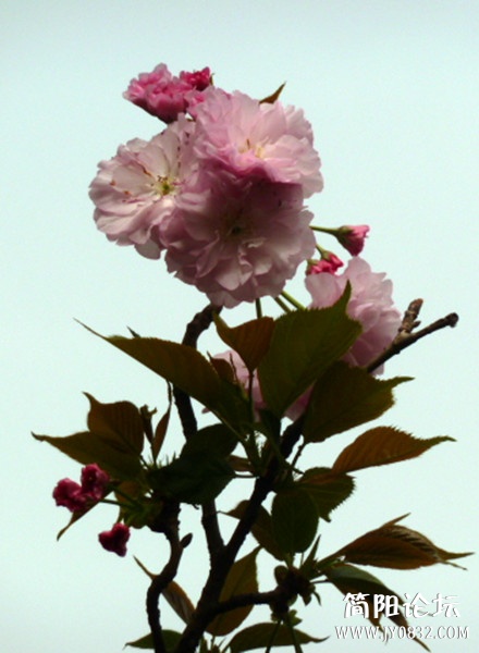 P1090729_副本.jpg