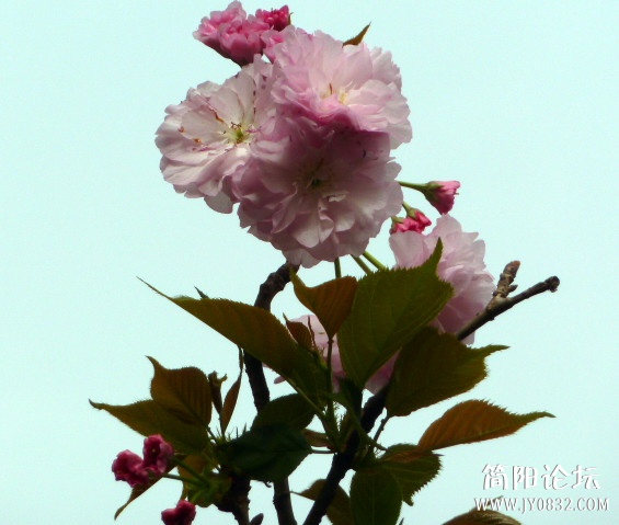 P1090730_副本.jpg