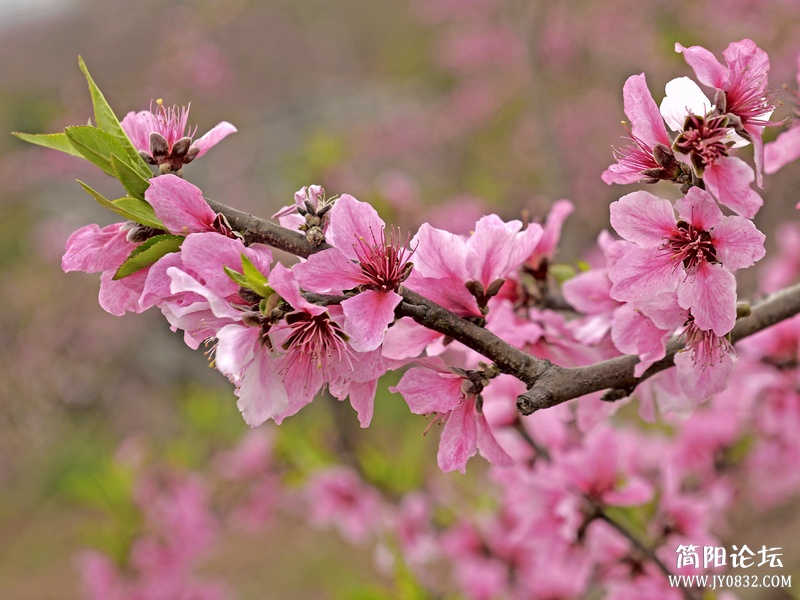 菠萝村桃花6.jpg
