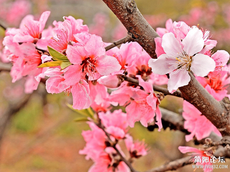 菠萝村桃花7.jpg