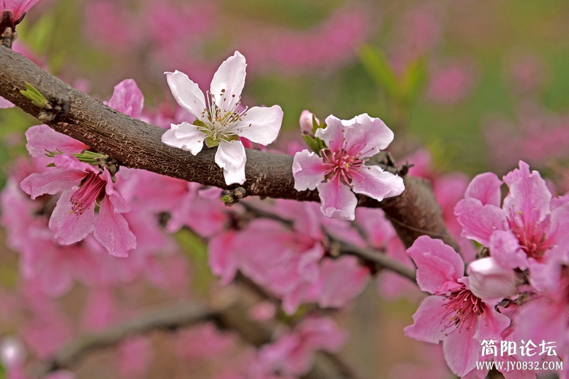 菠萝村桃花8.jpg