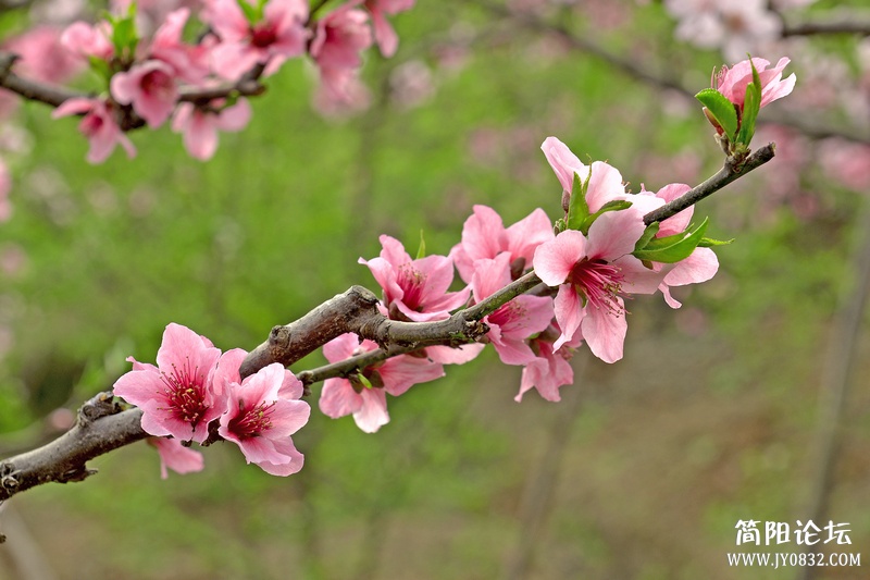 菠萝村桃花10.jpg