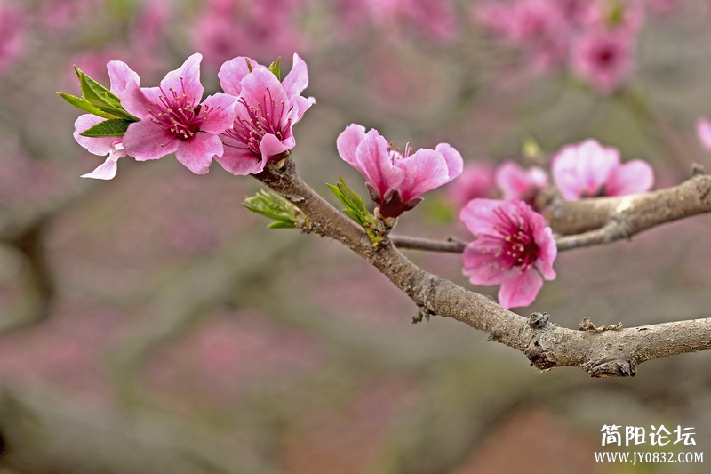 菠萝村桃花11.jpg