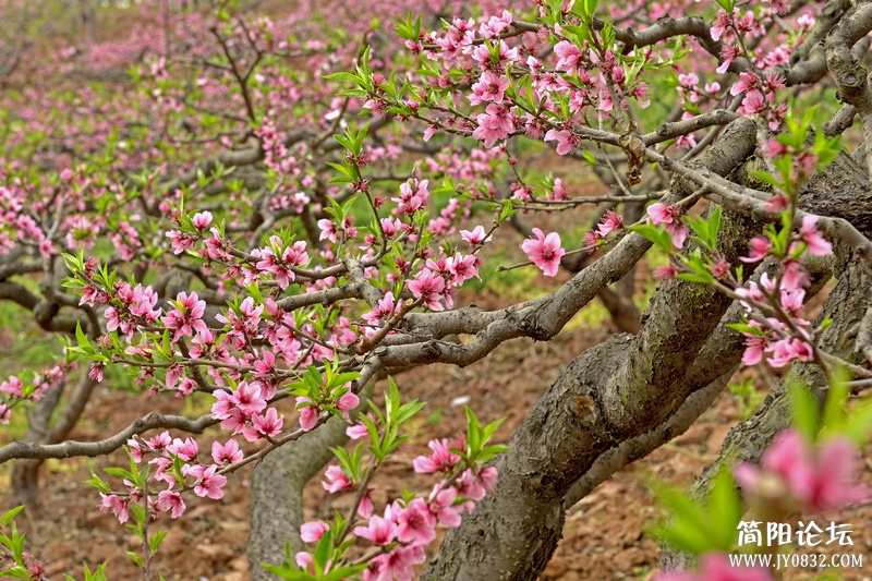 菠萝村桃花2.jpg