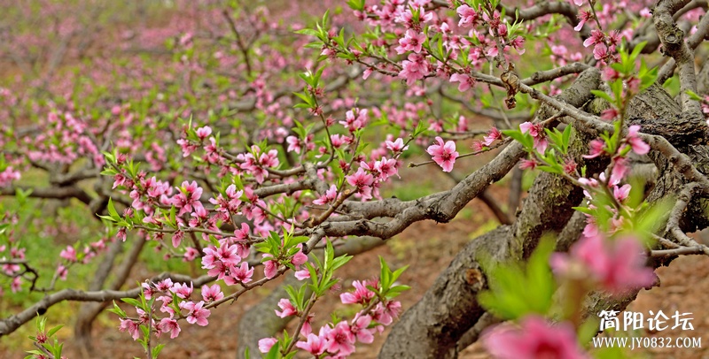 菠萝村桃花3.jpg