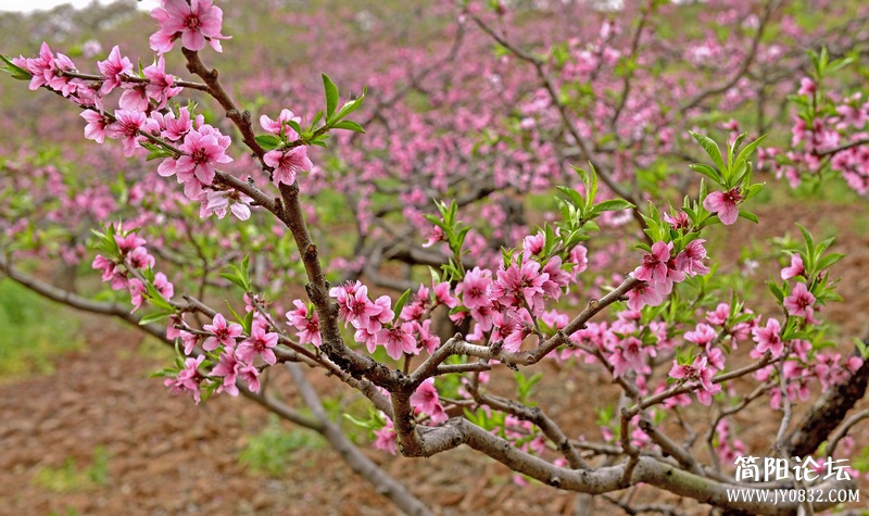 菠萝村桃花4.jpg