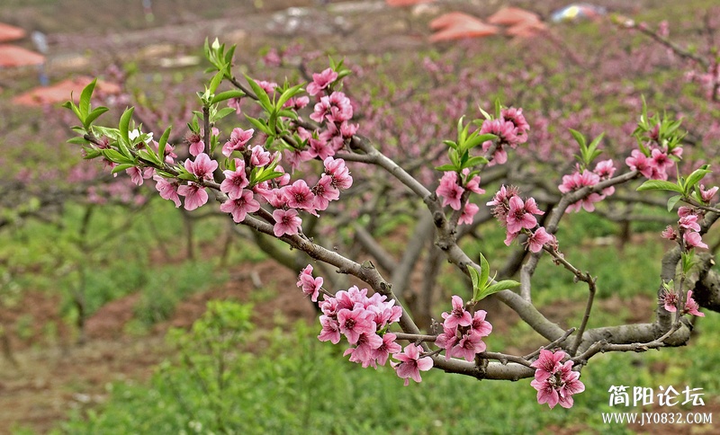 菠萝村桃花5.jpg