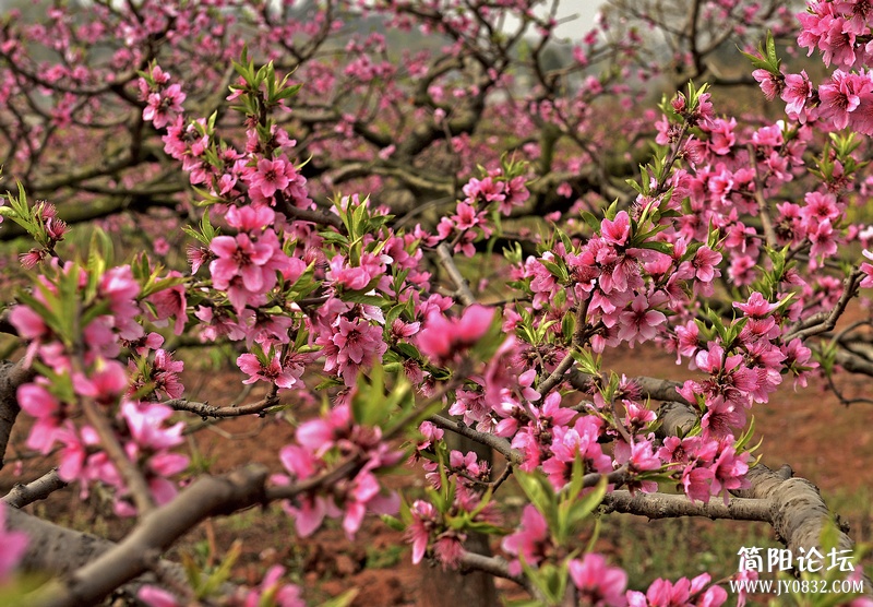 菠萝村桃花1.jpg
