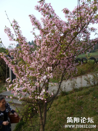 P1090744.jpg