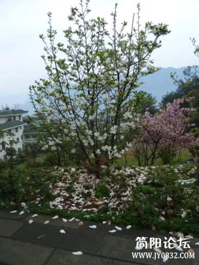 P1090751.jpg
