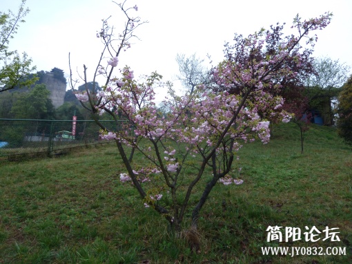 P1090759.jpg
