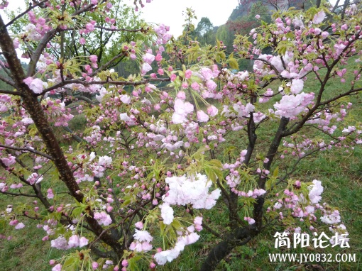 P1090760.jpg